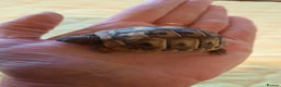 Tortoise reptiles for sale: Herman’s Tortoise Hatchlings  - Advert 8