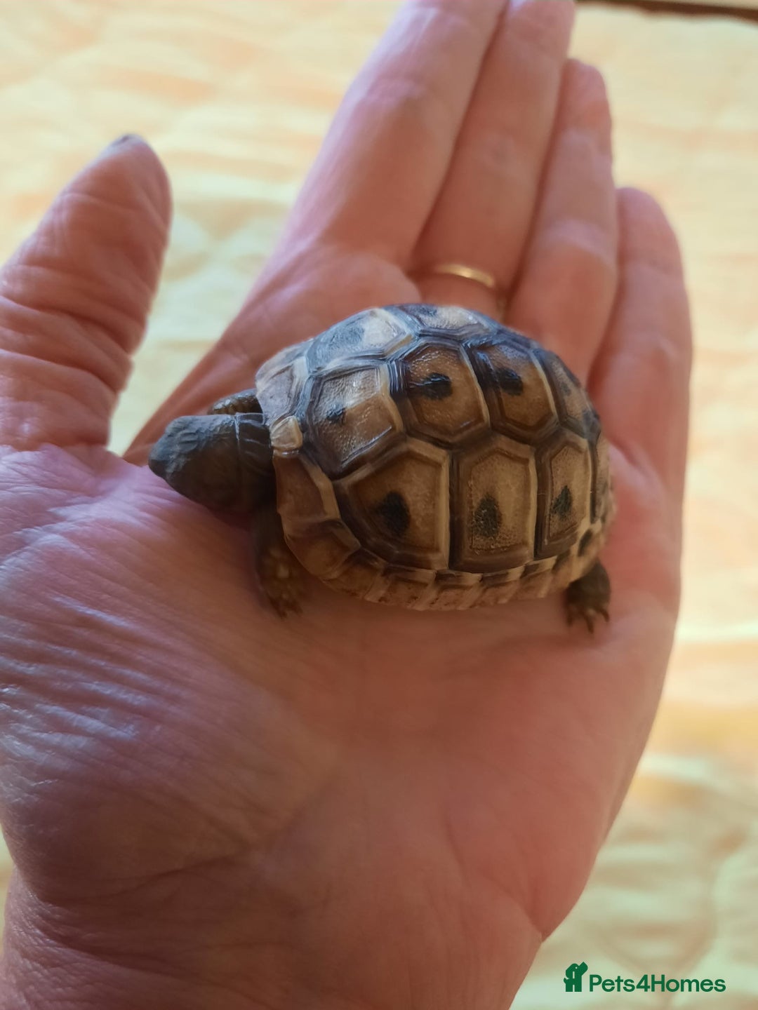 Tortoise reptiles for sale: Herman’s Tortoise Hatchlings  - Image 8