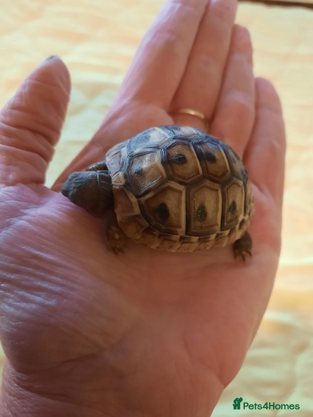 Tortoise reptiles for sale: Herman’s Tortoise Hatchlings  - Advert 8
