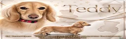 Miniature Dachshund dogs for stud: KC Registered miniature Cream Long haired  - Advert 2