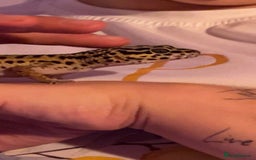 Leopard Gecko reptiles for sale: Diego - Advert 3
