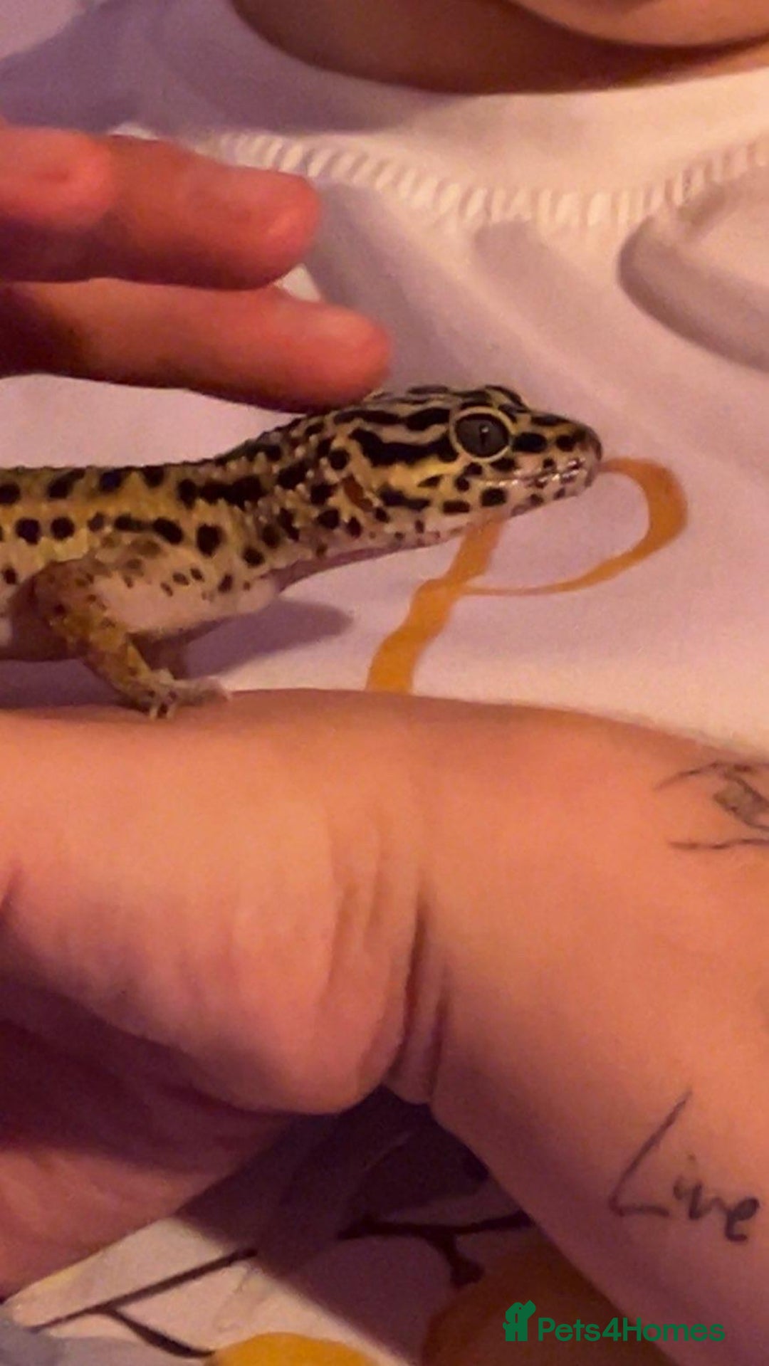 Leopard Gecko reptiles for sale: Diego - Advert 3
