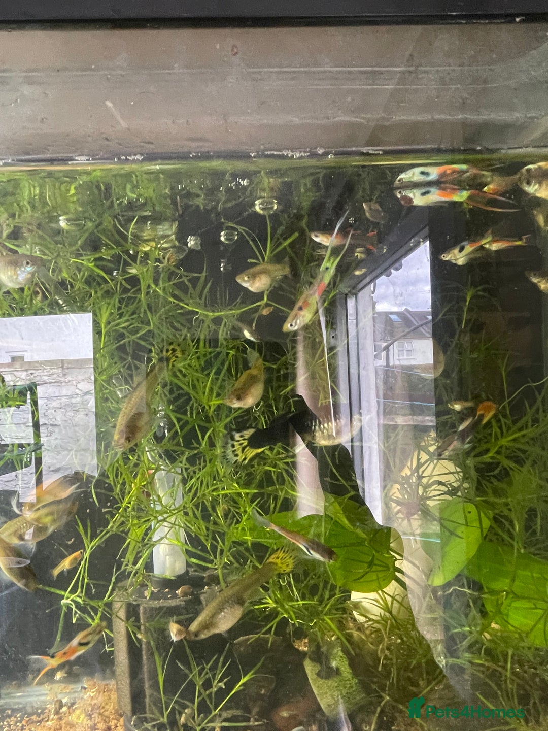 Live Bearers fish for sale: Guppies / cichlid / shrimps/ snails  - Advert 6