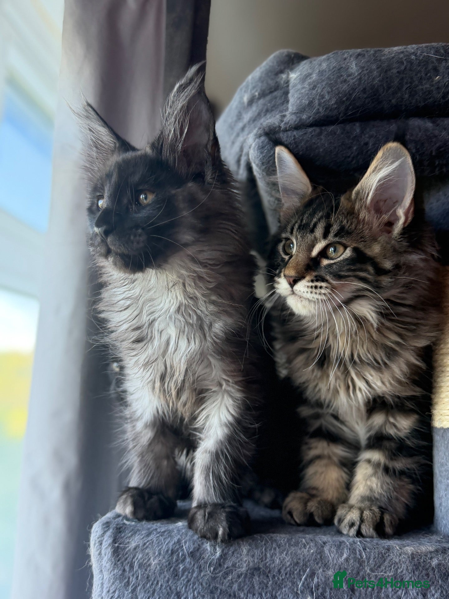 Maine Coon cats 4 remaining READY TO LEAVE now  - Advert 7