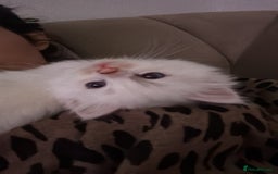 Ragdoll cats for sale: Pure fluffy Ragdoll kittens looking for5 star home - Image 14