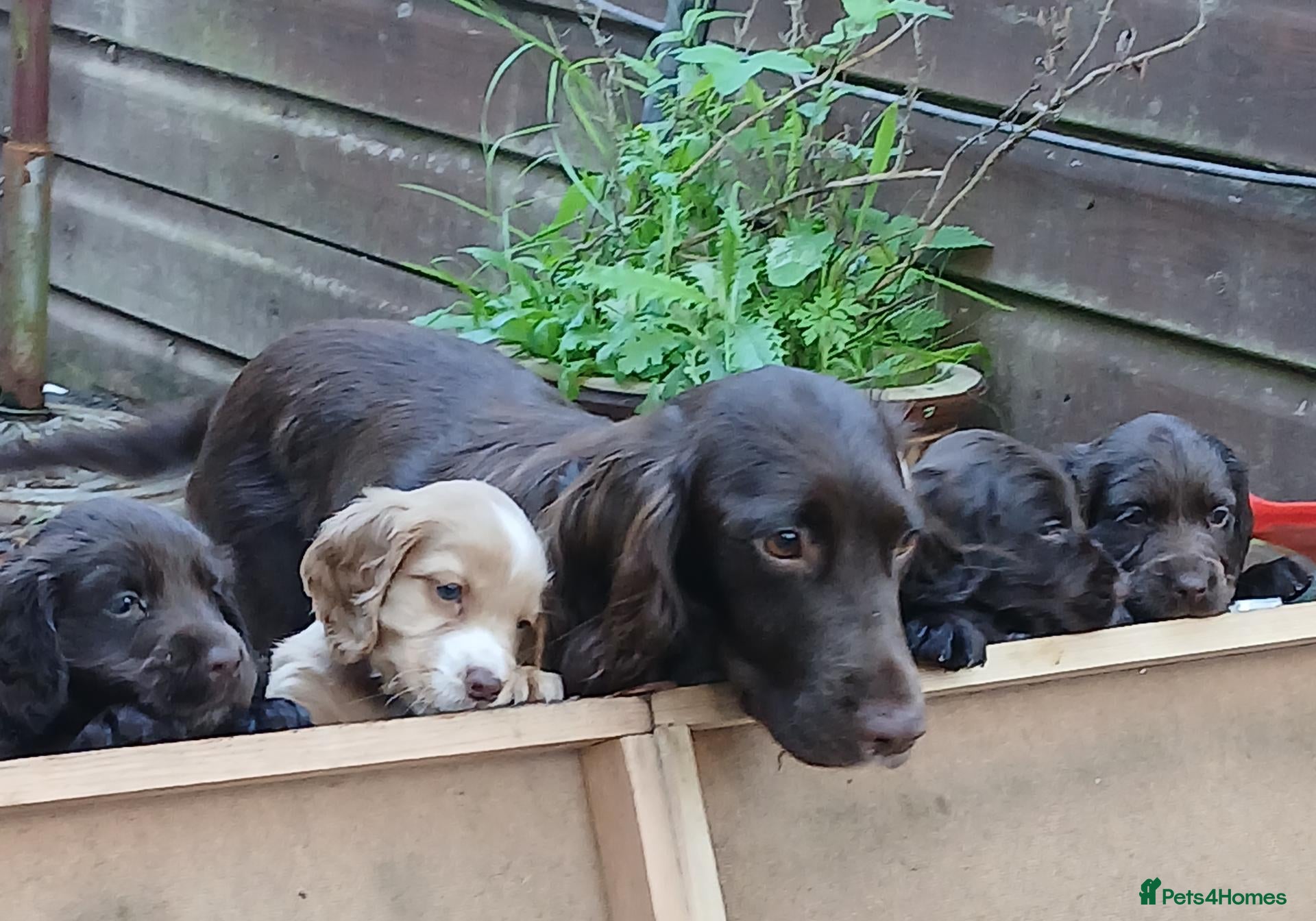 Cocker Spaniel dogs Cocker spaniel puppies chocolate ready 20th Sep - Advert 10