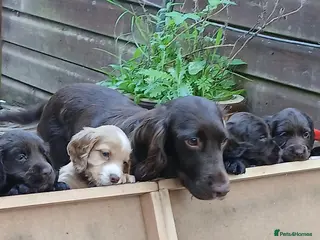 Cocker Spaniel dogs Cocker spaniel puppies chocolate ready 20th Sep - Advert 10