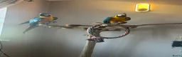 Macaws birds for sale: A pair of Blue and gold macaws  - Advert 3