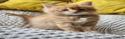 Maine Coon cats for sale: Maine Coon Litter of 5 now reserving - Advert 6