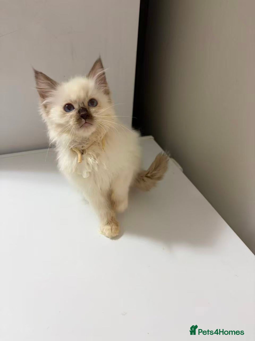 Ragdoll cats for sale: 8 Ragdoll cats for sale - Advert 19