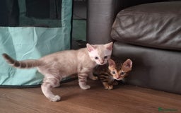 Bengal cats for sale: STUNNING PEDIGREE BENGAL KITTENS  - Image 20