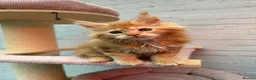 Maine Coon cats for sale: TICa reg 9 XXL Massive Red Kittens - Advert 3