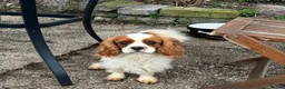 Cavalier King Charles Spaniel dogs for sale: Top quality, health tested Cavalier King Charles  - Advert 17
