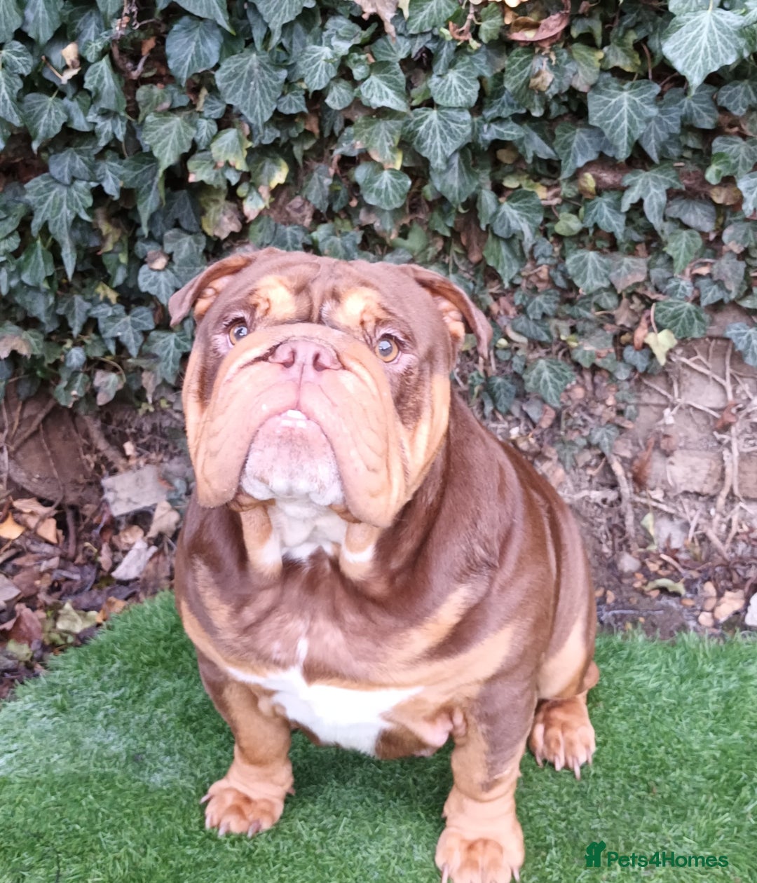 English Bulldog dogs for stud: Dog for stud in Dagenham - Advert 9