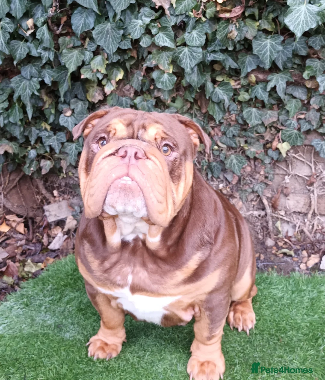 English Bulldog dogs for stud: Dog for stud in Dagenham - Advert 9