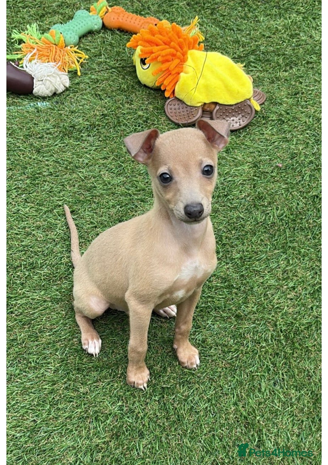 Italian Greyhound dogs for stud: MR MILO AT STUD ( HEALTH TESTED ) in Batley - Advert 21