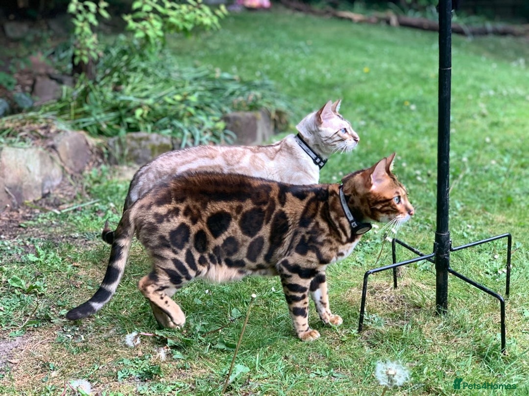Bengal cats for sale: Pedigree Bengal Mooshi – Gentle, Observant Soul - Advert 7