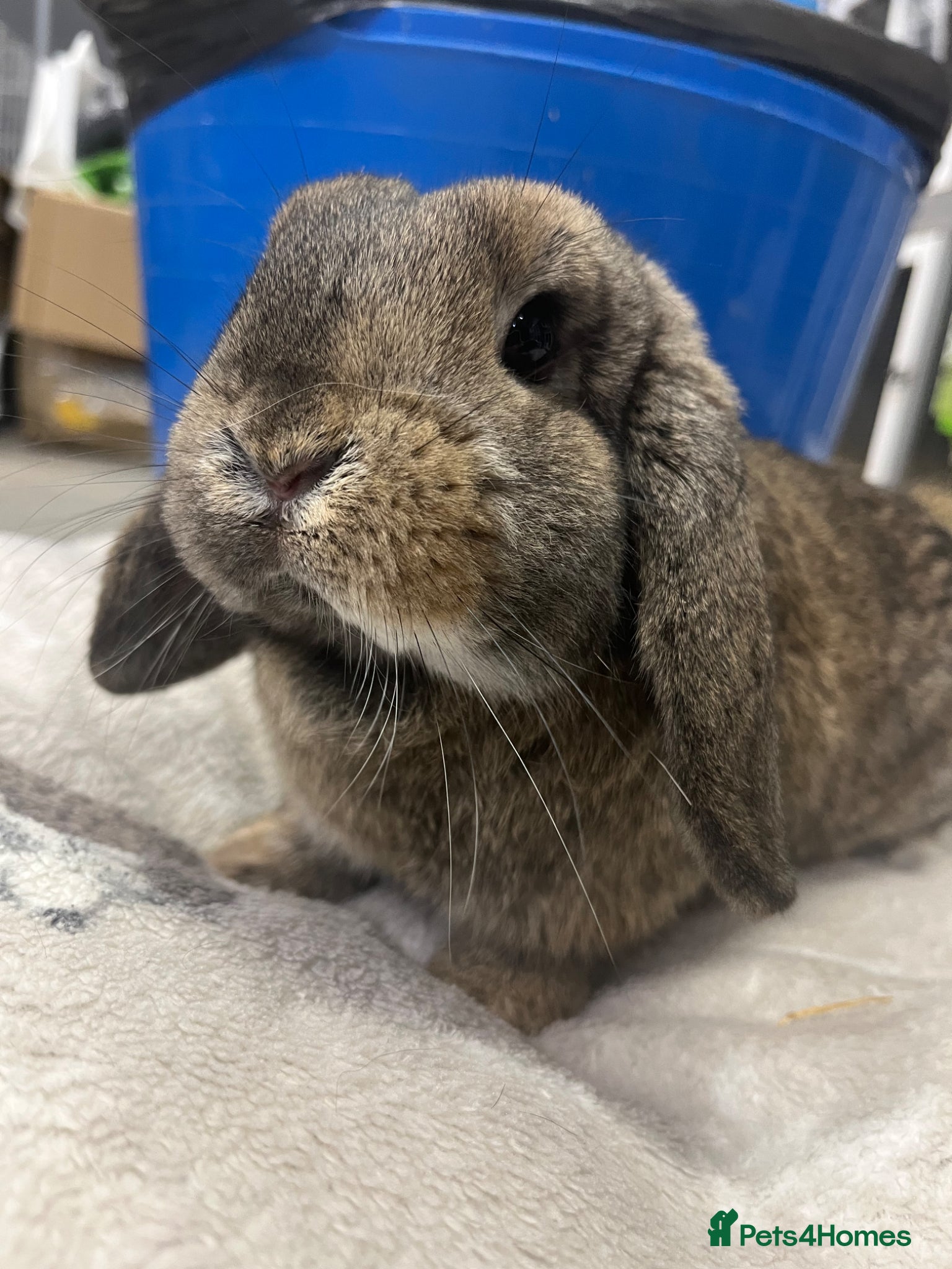 Mini Lop rabbits  Mini Lop Bunny - Advert 19