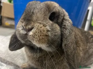 Mini Lop rabbits Mini Lop Bunny - Advert 19