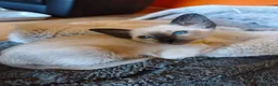 Siamese cats for sale: Gorgeous Siamese kittens!!! - Advert 2