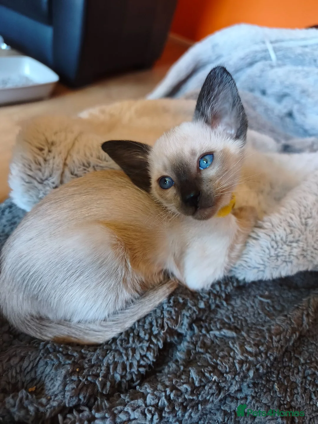 Siamese cats for sale: Gorgeous Siamese kittens!!! - Advert 2