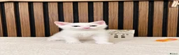 Domestic Shorthair cats for sale: Stunning Kittens | Bella's Litter | Ready Now - Advert 5