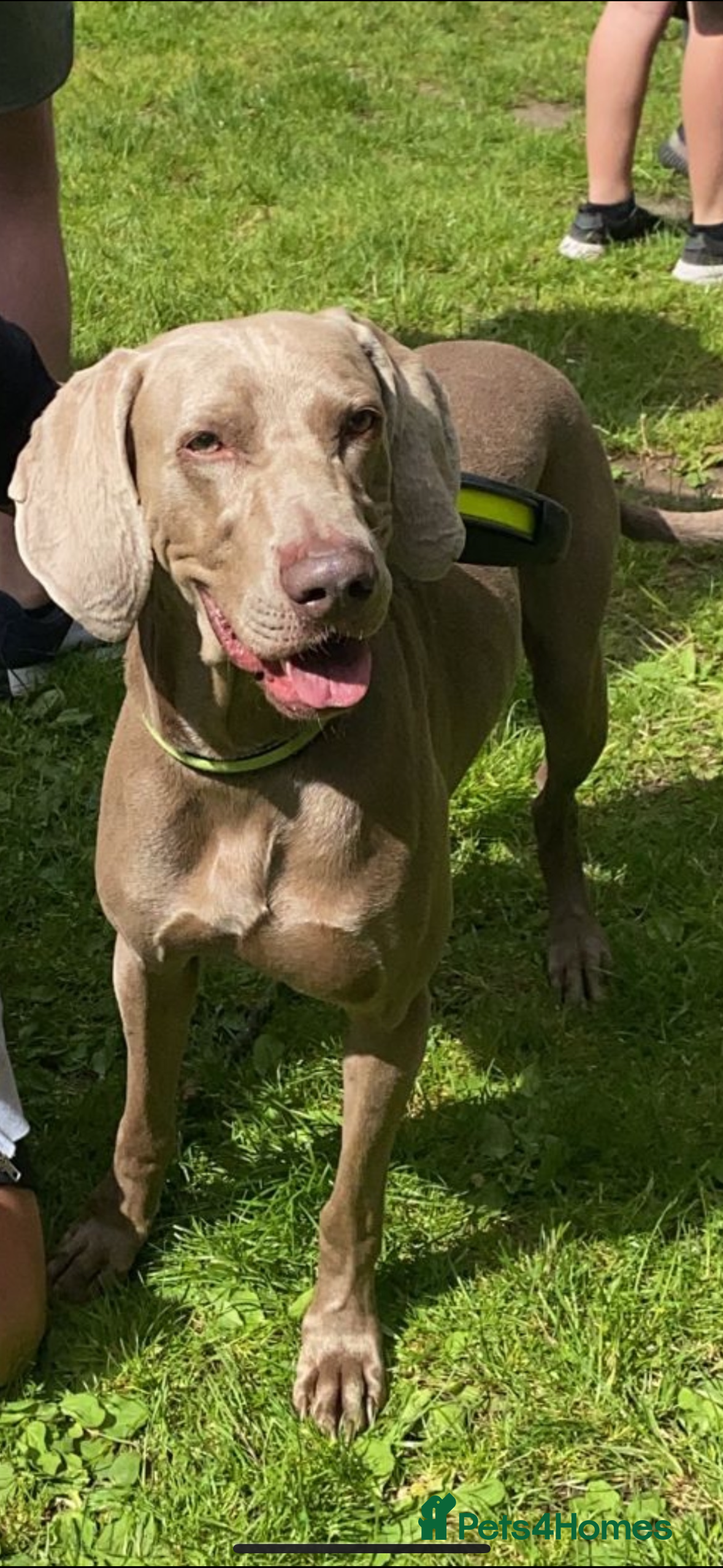 Weimaraner dogs KING KAISER in Manchester - Advert 1