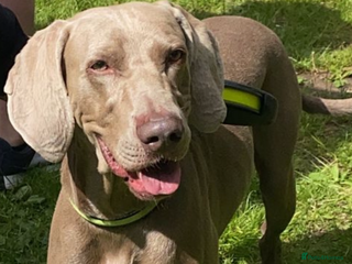 Weimaraner dogs KING KAISER in Manchester - Advert 1