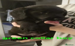 Labrador Retriever dogs for sale: Chunky pups ready now - Advert 16
