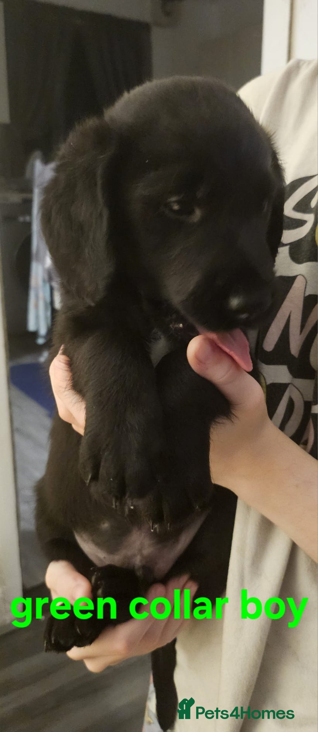 Labrador Retriever dogs for sale: Chunky pups ready now - Advert 16