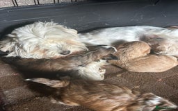 Maltipoo dogs for sale: Beautiful Maltipoo Babies - Image 36