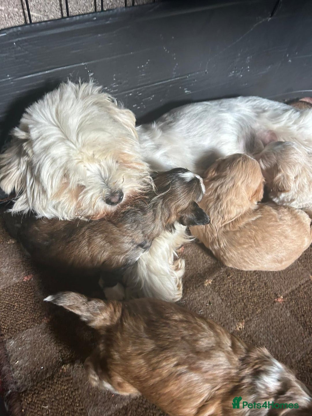 Maltipoo dogs for sale: Beautiful Maltipoo Babies - Image 36