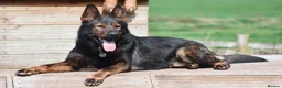 German Shepherd dogs for sale: Health tested Czech German shepherd puppies - Advert 9