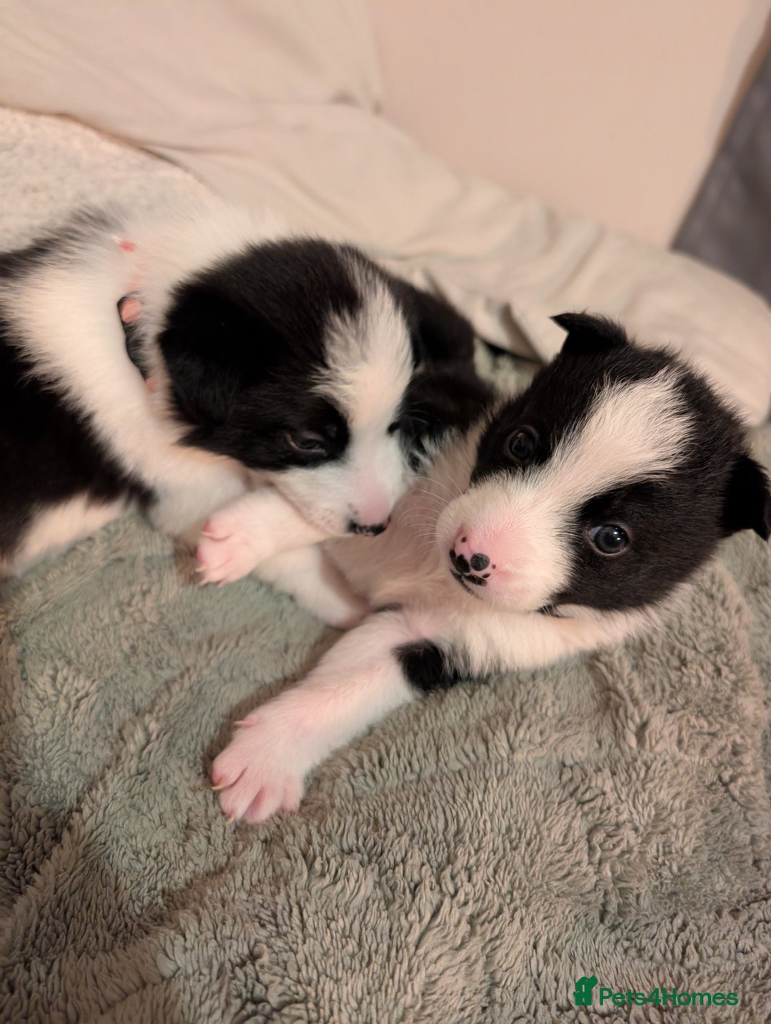 Border Collie dogs for sale: 2 border collie bitches (working dogs).  - Advert 8