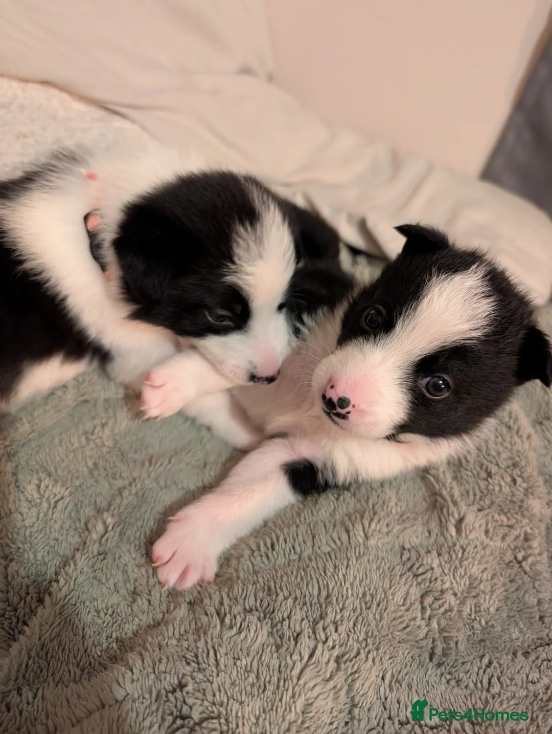 Border Collie dogs for sale: 2x border collie bitches. READY NOW - Advert 8