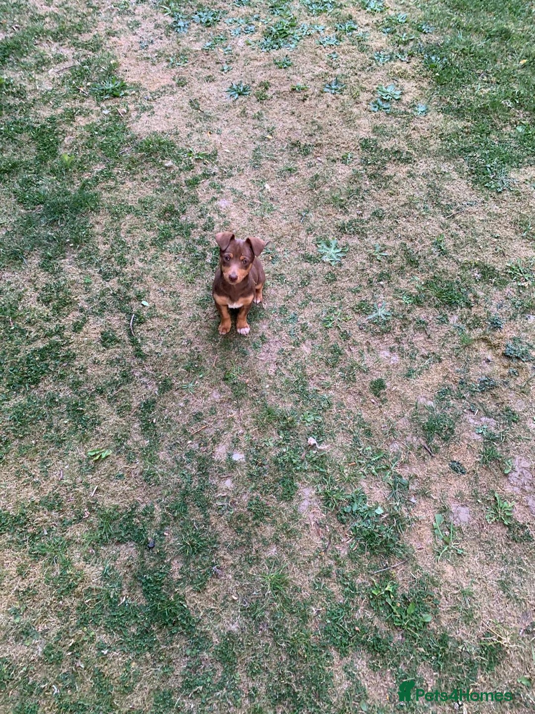 Jack Russell dogs for sale: Jack Russell (Rocky) - Advert 4