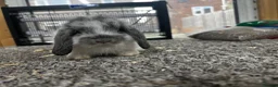 Mini Lop rabbits for sale: Baby MiniLops BRC rung and Vaccianted  - Advert 4