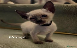 Balinese cats for sale: 8 supersoft purebred GCCF reg Balinese variants - Image 8