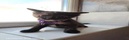 Mixed Breed cats for sale: Little Kittens - Advert 8