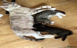 Mixed Breed cats for sale: 3 beautiful 1/4 bengal 1/4 flame nose kittens - Image 10