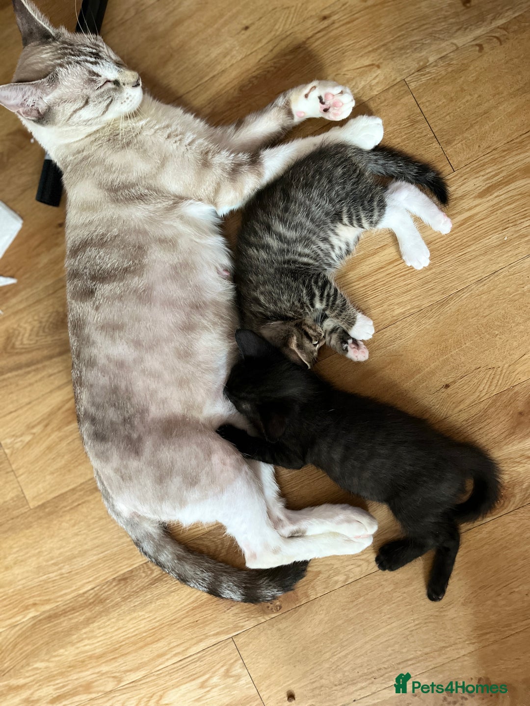 Mixed Breed cats for sale: 3 beautiful 1/4 bengal 1/4 flame nose kittens - Image 10