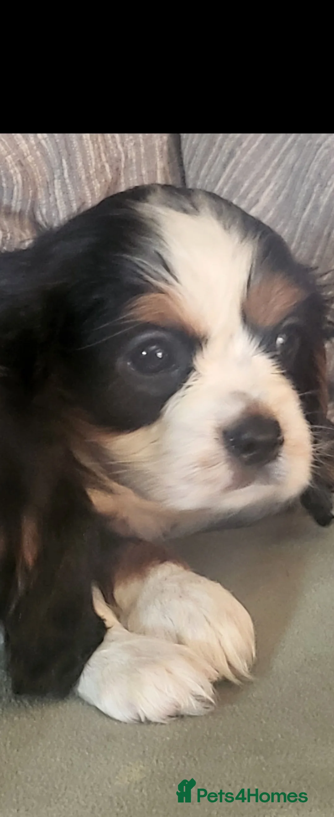 Cavalier King Charles Spaniel dogs for sale: Cavalier king charles spaniel puppys  - Advert 6