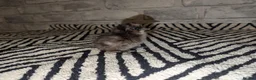 Chickens poultry for sale: Silkie Chicks mixed colours 17 left  in Hebburn - Advert 32