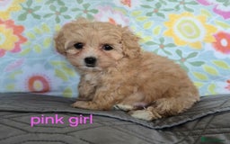 Maltipoo dogs for sale: F1 Maltipoo puppies 🐶 Just 2 girls remaining  - Advert 10