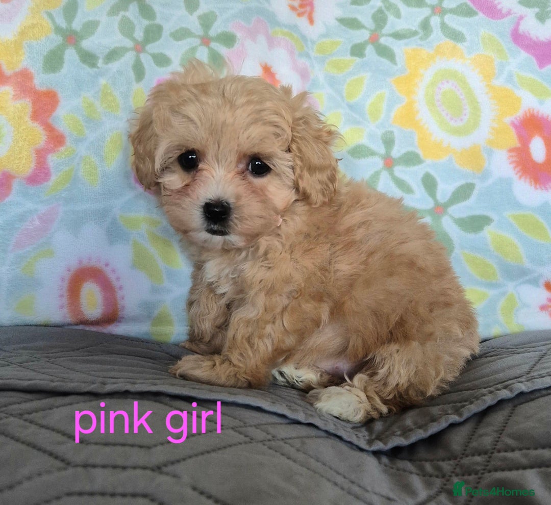 Maltipoo dogs for sale: F1 Maltipoo puppies 🐶 Just 2 girls remaining  - Advert 10