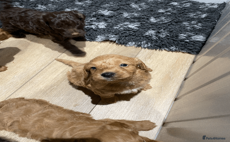 Cockapoo dogs - Advert 14