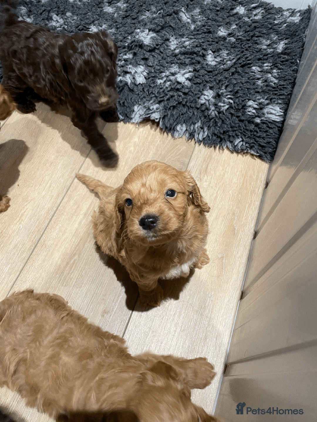 Cockapoo dogs for sale: Fluffy Thick coated F1 Cockapoos/DNA Health tested - Image 1