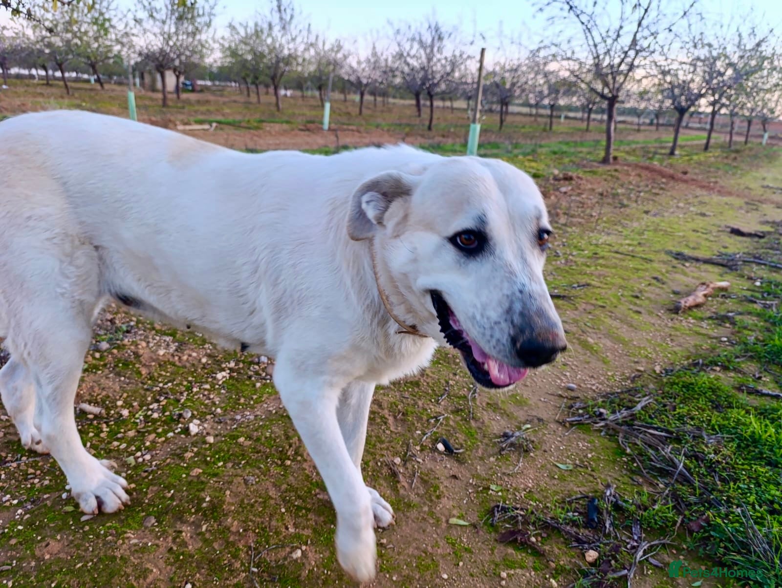 Mixed Breed dogs ‼️🚨URGENT🚨‼️ VEGA✨🐾 - Advert 2