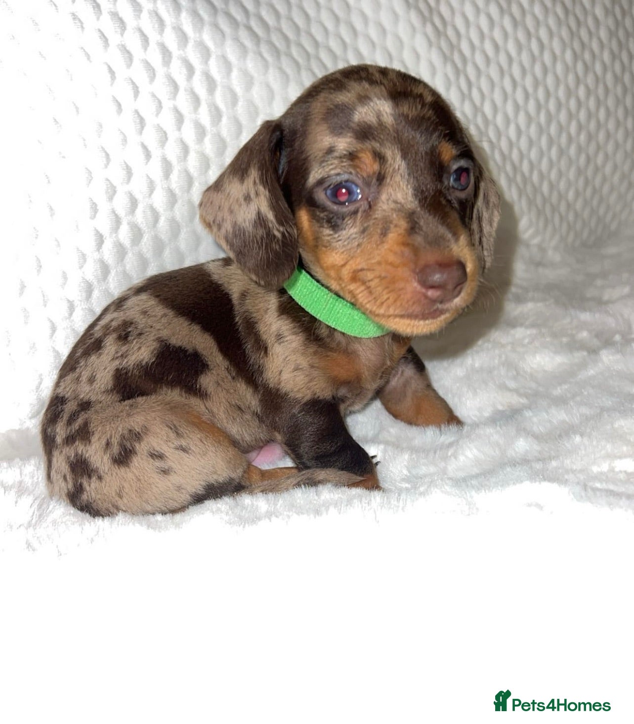 Dachshund dogs 🐾 Daxie & Chocolate’s Beautiful Puppies ! - Advert 2