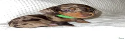 Dachshund dogs for sale: 🐾 Daxie & Chocolate’s Beautiful Puppies ! - Advert 2